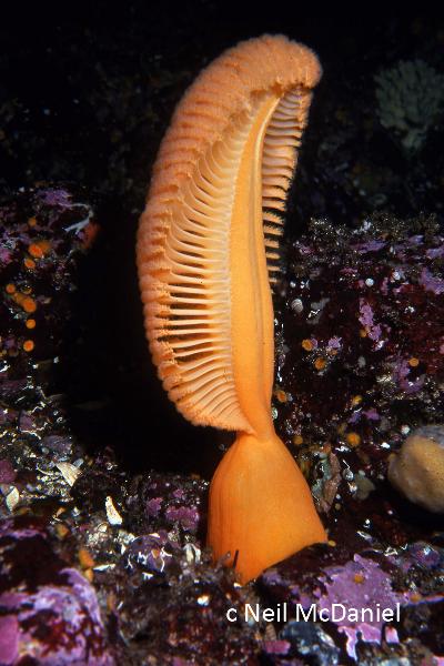 Photo of Ptilosarcus gurneyi by <a href="http://www.seastarsofthepacificnorthwest.info/">Neil McDaniel</a>